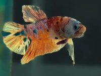 How many times a day should I feed a young betta fish?