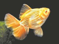 goldfish breeding temperature