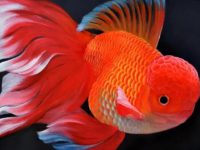 Goldfish breeding density