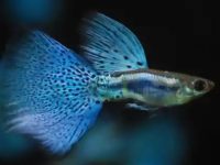 Water temperature for guppy