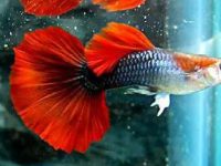 The lifespan of guppy