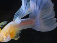 How often should guppies be fed