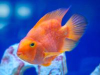 What is the best water temperature for parrot fish?