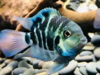 At what temperature will the water of a parrot fish freeze to death?