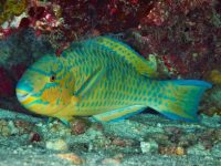 Why does the parrot fish turn white?