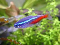 how long do neon tetras live?