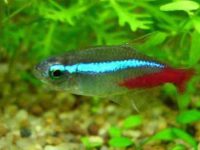 How do neon fish reproduce?