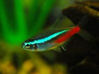Is it easy to raise neon fish?