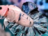 What should I do if my betta fish has bloating?