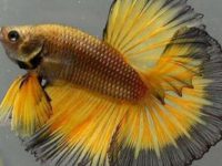 Signs of death of betta fish