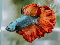 What to do after a betta fish dies