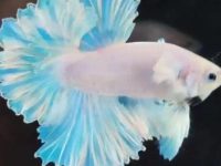 Can I put salt in the water when feeding betta fish?