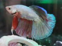 What food do betta fish eat?