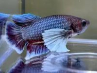 What kind of fish food do betta fish eat?