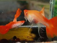 water temp for guppy fish