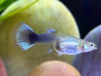 When is the breeding season for guppies?