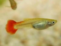 How to feed guppies during the breeding season?