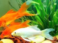 What kind of aquatic plants should be put in the koi fish tank?