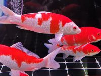 What should I put on the bottom of a koi fish tank?