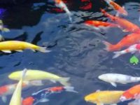 What is the appropriate water temperature for koi fish tanks?
