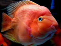 What is the suitable water temperature for parrot fish?
