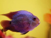 How many years can a parrot fish live?