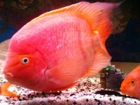 How big can a parrot fish grow?