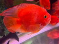 How to breed parrot fish