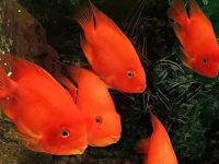 How often do parrot fish breed?