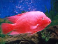 How often should you feed parrot fish?