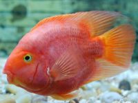 How to distinguish male and female parrot fish?