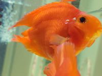 How to keep parrot fish the reddest?