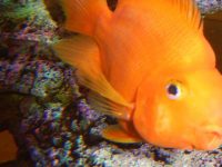 What kind of fish can parrot fish be mixed with?