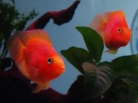 How often do parrot fish breed?