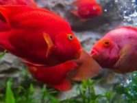 How often do parrot fish lay eggs?