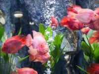 What should we pay attention to when breeding parrot fish?