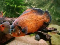 How to breed Oscar fish