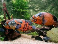 Suitable water temperature for Oscar fish