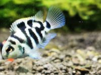 How long does it take for parrot fish to breed?