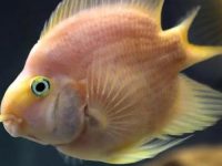 How long does a parrot fish live?