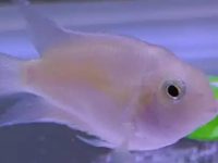 What do parrot fish eggs look like?