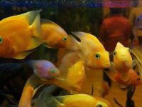 Parrot fish stocking density