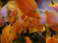 Parrot fish breeding environment