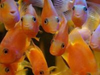 Parrot fish breeding tips