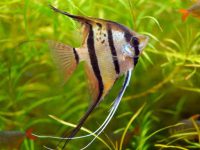 What is the appropriate water temperature for angelfish?