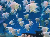 How often do angelfish reproduce?