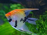 Is angelfish easy to raise?