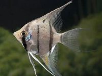 What should I do if there are white spots on the angel fish?