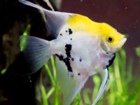 Things to note when raising angelfish