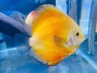 Angelfish breeding method